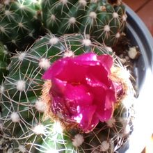A photo of Notocactus uebelmannianus