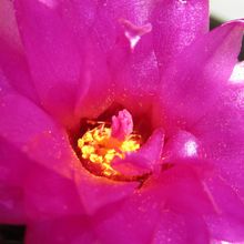 A photo of Notocactus uebelmannianus