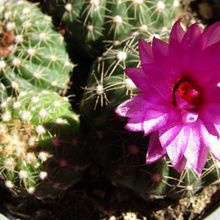 A photo of Notocactus uebelmannianus