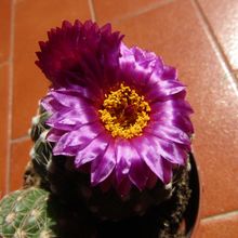 A photo of Notocactus uebelmannianus