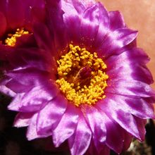 A photo of Notocactus uebelmannianus