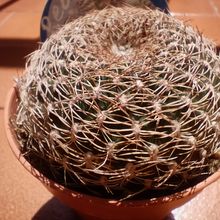 Una foto de Sulcorebutia breviflora