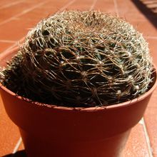 Una foto de Sulcorebutia breviflora