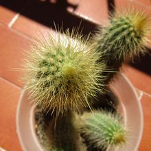A photo of Micranthocereus estevesii
