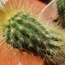 A photo of Micranthocereus estevesii