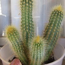 A photo of Micranthocereus estevesii