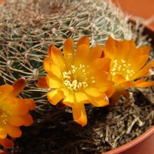 Una foto de Sulcorebutia breviflora