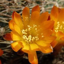 Una foto de Sulcorebutia breviflora