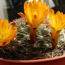 Una foto de Sulcorebutia breviflora