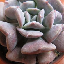 Una foto de Echeveria runyonii cv. Topsy turvy 