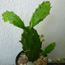 Una foto de Brasiliopuntia brasiliensis