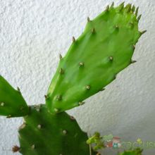 Una foto de Brasiliopuntia brasiliensis