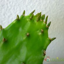 Una foto de Brasiliopuntia brasiliensis