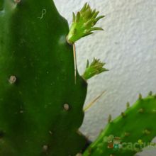 Una foto de Brasiliopuntia brasiliensis