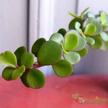 Una foto de Portulacaria afra