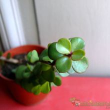 Una foto de Portulacaria afra