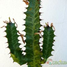 A photo of Euphorbia trigona