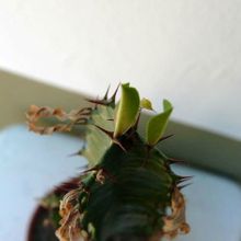 A photo of Euphorbia trigona
