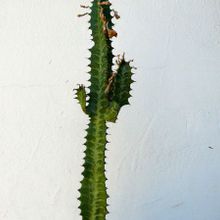 A photo of Euphorbia trigona