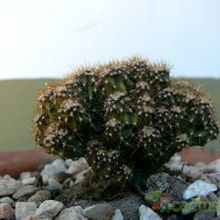 A photo of Cereus peruvianus fma. monstruosa