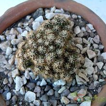 A photo of Cereus peruvianus fma. monstruosa