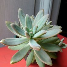 A photo of Graptosedum cv. Francesco Baldi