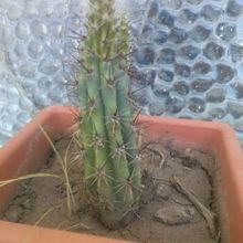 A photo of Cereus aethiops