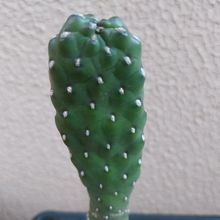 A photo of Consolea rubescens