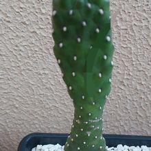 A photo of Consolea rubescens