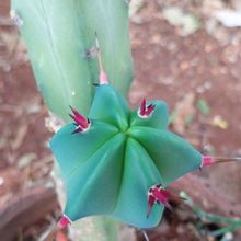 A photo of Myrtillocactus geometrizans