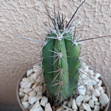 Una foto de Stetsonia coryne