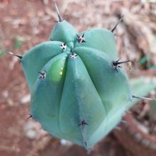 A photo of Myrtillocactus geometrizans