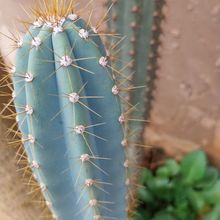 A photo of Pilosocereus azulensis