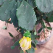 A photo of Brasiliopuntia brasiliensis
