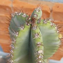Foto de un cactus que se está identificando actualmente