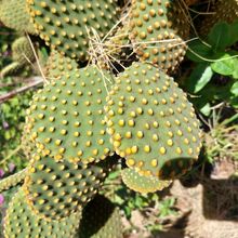 A photo of Opuntia microdasys subsp. microdasys