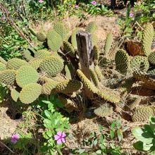 A photo of Opuntia microdasys subsp. microdasys