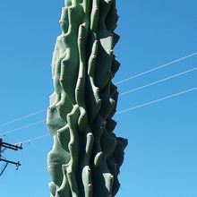 A photo of Cereus hildmannianus f. monstruosa