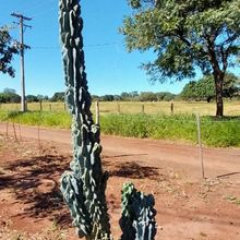A photo of Cereus hildmannianus f. monstruosa