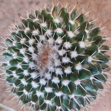 Una foto de Mammillaria karwinskiana subsp. karwinskiana