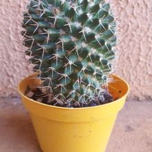 Una foto de Mammillaria karwinskiana subsp. karwinskiana