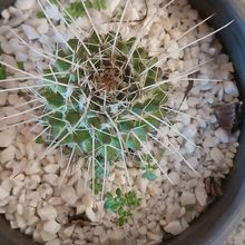 A photo of Mammillaria karwinskiana subsp. nejapensis