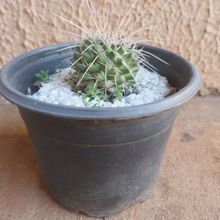 A photo of Mammillaria karwinskiana subsp. nejapensis