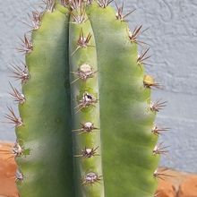 Foto de un cactus que se está identificando actualmente