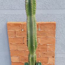 Foto de un cactus que se está identificando actualmente