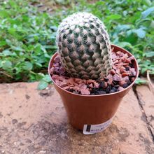 Foto de un cactus que se está identificando actualmente