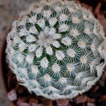Foto de un cactus que se está identificando actualmente