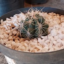 A photo of Thelocactus leucacanthus ssp. leucacanthus