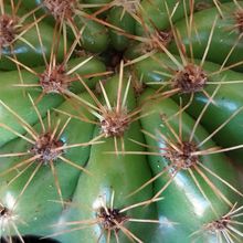 Una foto de Echinopsis calochlora
