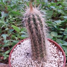 Foto de un cactus que se está identificando actualmente